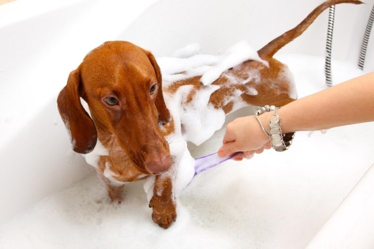 не нравится вашей собаке купаться в ванной